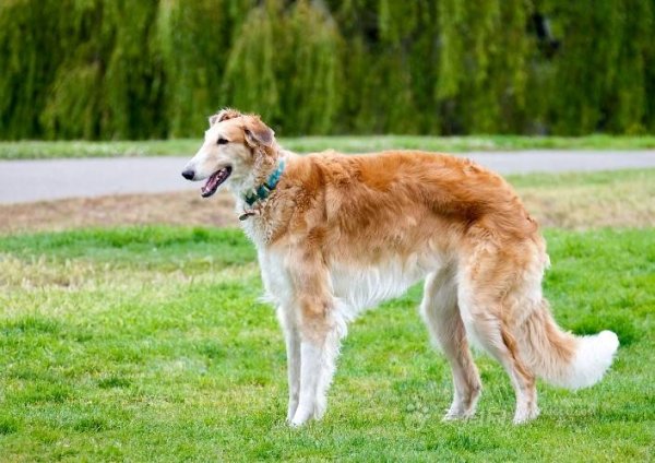 世界十大狩獵名犬排行榜，冠軍是俄羅斯獵狼犬