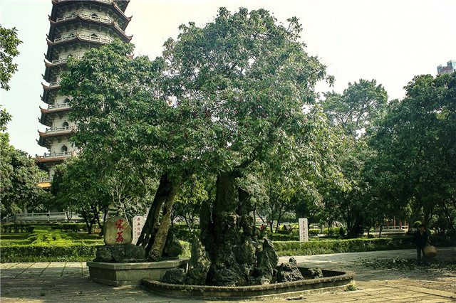 世界上最老的荔枝樹，已經(jīng)有1200多歲高齡