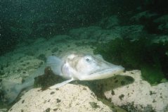 世界最抗凍的一種魚(yú)，鱷冰魚(yú)能夠在南極生存