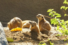 世界最大的野生動物園排名，第一名在美國