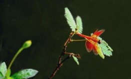 世界上最小的蜻蜓，侏紅小蜻體長不足15毫米