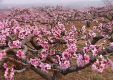 十大鎮(zhèn)宅辟邪的植物，桃樹位居首位