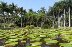 西雙版納十大旅游景點排名，野象谷排在第四位