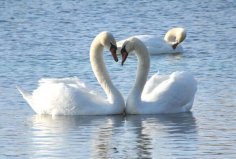 世界上十大最忠貞愛(ài)情鳥：天鵝、雙角犀鳥雙雙上榜