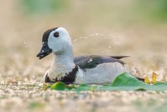 體長最瘦小的水鴨，棉鳧成鳥長約30厘米