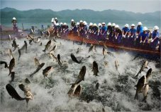 世界四大漁場是指哪些漁場？北海道漁場位居第一