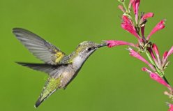 世界上最有趣的動(dòng)物：蜂鳥(niǎo)向后飛，木蛙會(huì)自我冰封