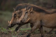 世界唯一數(shù)月不喝水動物：疣豬是真正“豬堅強(qiáng)”