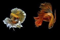 世界10大最好看的熱帶魚(yú)：小丑魚(yú)上榜，泰國(guó)斗魚(yú)奪冠