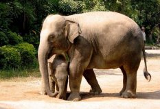 國內(nèi)7大野生動(dòng)物園：上海野生動(dòng)物園僅居第二