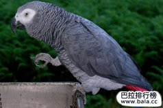 十大學舌鳥類排名：非洲灰鸚鵡位列第一名