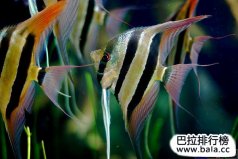 十大最常見的經(jīng)典淡水觀賞魚，你養(yǎng)過哪幾種？