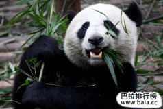 中國十大瀕危國寶級野生動物排名，大熊貓奪冠