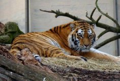 全球10大最著名的動(dòng)物園：達(dá)拉斯動(dòng)物園上榜，你去過幾個(gè)？