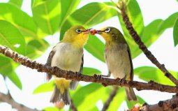 世界上最浪漫的10種動物：海馬、愛情鳥入榜！