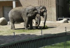 世界十大神奇的動(dòng)物園：北京動(dòng)物園入圍，柏林動(dòng)物園排榜首