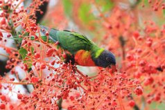 地球上10大最美麗的鳥：孔雀上榜，第一名是彩虹吸蜜鸚鵡