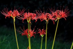 十大不吉利花排行榜：曇花上榜，彼岸花居榜首