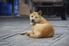 世界上10大人氣最高的寵物狗，中華田園犬奪得第一名