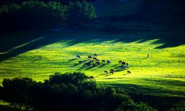 世界四大草原面積排名，全球四大草原排行榜