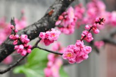 冬季開花的植物排行榜前十名：梅花、垂筒花位列前兩名