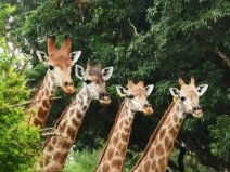 廣州哪個(gè)動物園好玩？廣東十大野生動物園