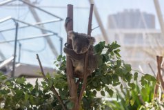 盤點十大最笨的動物：樹袋熊、翻車魚、蜜獾占據(jù)前三甲