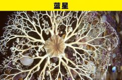 盤點海洋世界里的5大奇幻動物：藍星、?？习?></a></div><p><a href=