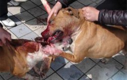 世界上最兇猛的狗：比特犬一旦打斗，就會不死不休