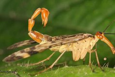 世界最恐怖的十大昆蟲：蝎蛉上榜，你見過(guò)幾種？