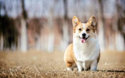 世界十大最萌的狗：哈士奇墊底，柯基犬奪冠