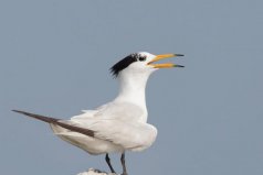 中國(guó)最稀有的鳥，中華鳳頭燕鷗堪稱鳥類大熊貓