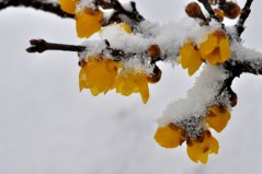 盤點(diǎn)十種在冬天開花的花卉：雪蓮上榜，臘梅花居榜首