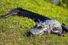 世界上十大最厲害動物：大白鯊、老虎均榜上有名