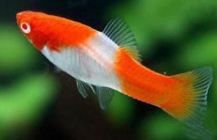 十大適合新手養(yǎng)的小型魚：紅劍魚、虎皮魚均上榜