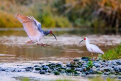 中國(guó)十大珍惜鳥類排名：朱鹮、黑鸛、白鸛排前3名