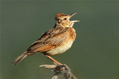 中國(guó)四大名鳥：百靈、畫眉、繡眼鳥、靛頦