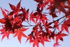 最出名的十大盆景樹種：紅楓、真柏排前兩位