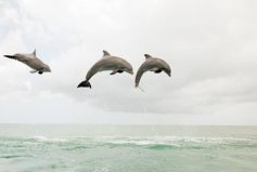 盤點十大睡覺時間最短的動物，海豚、長頸鹿排前兩名