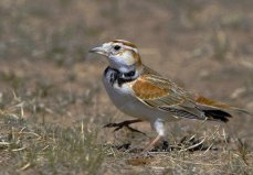 世界上10大最受歡迎的寵物鳥，百靈鳥排第一位