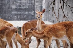 世界十大珍稀鹿科動物排名：梅花鹿上榜，坡鹿排第一